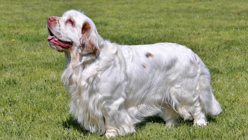 Kennel club store clumber spaniel puppies